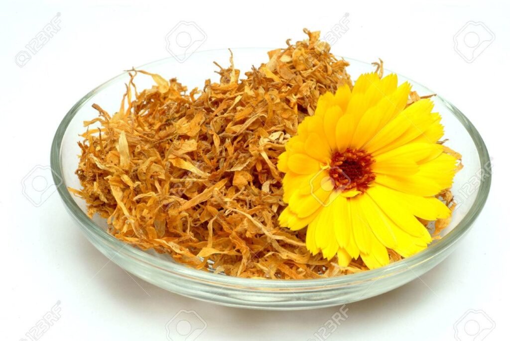 Planta Calendula